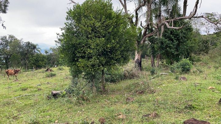 Chácara de 10 ha em Rolante, RS