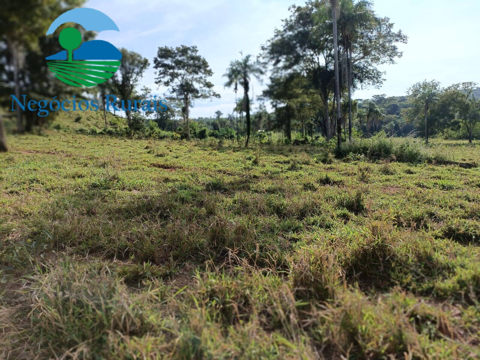 Fazenda de 484 ha em Campinaçu, GO