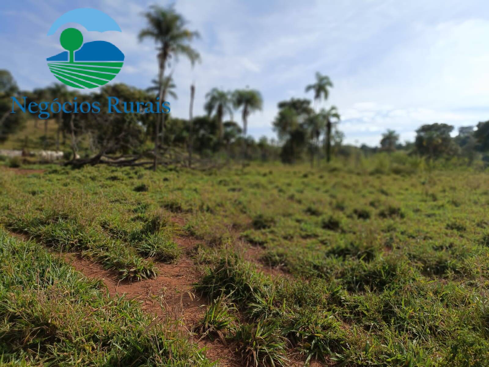 Fazenda de 484 ha em Campinaçu, GO