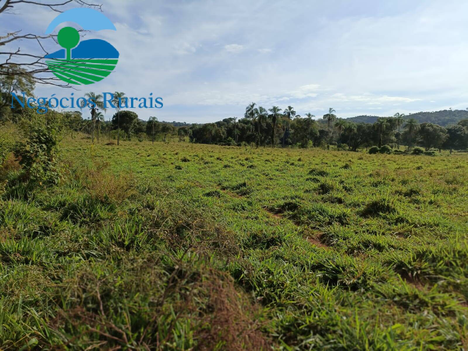 Fazenda de 484 ha em Campinaçu, GO