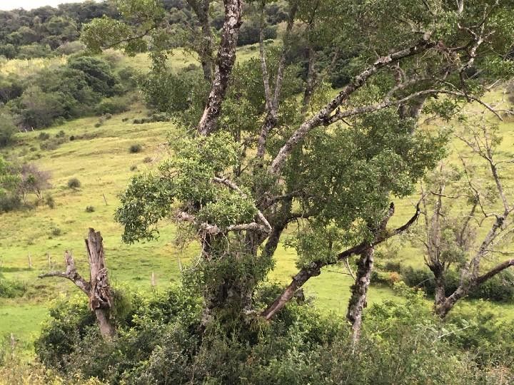 Sítio de 5 ha em Santo Antônio da Patrulha, RS