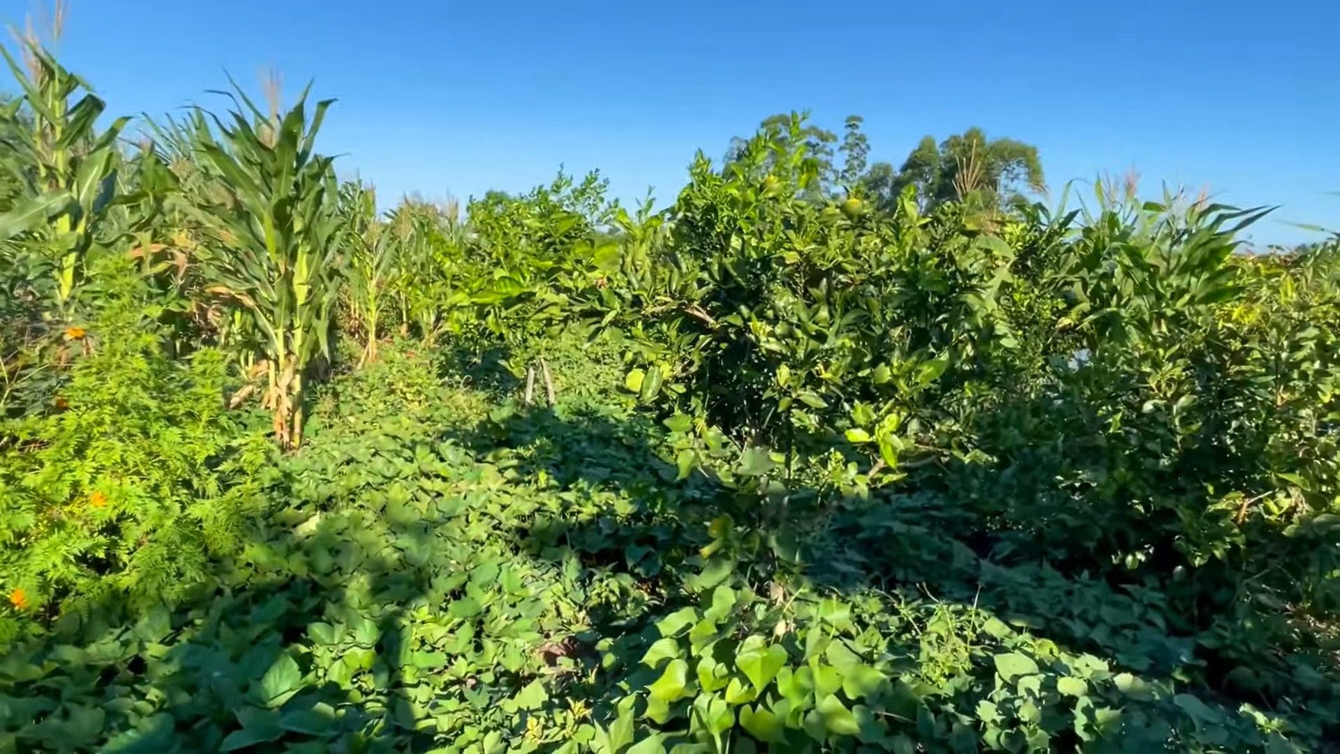 Chácara de 2.900 m² em Santo Antônio da Patrulha, RS