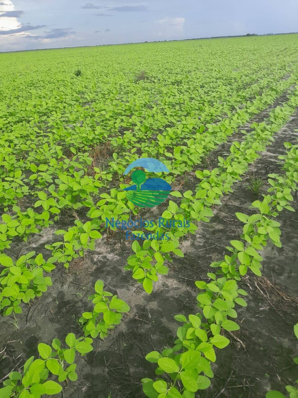 Fazenda de 6.500 ha em Campo Maior, PI