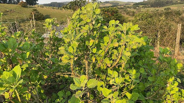 Chácara de 1.900 m² em Santo Antônio da Patrulha, RS