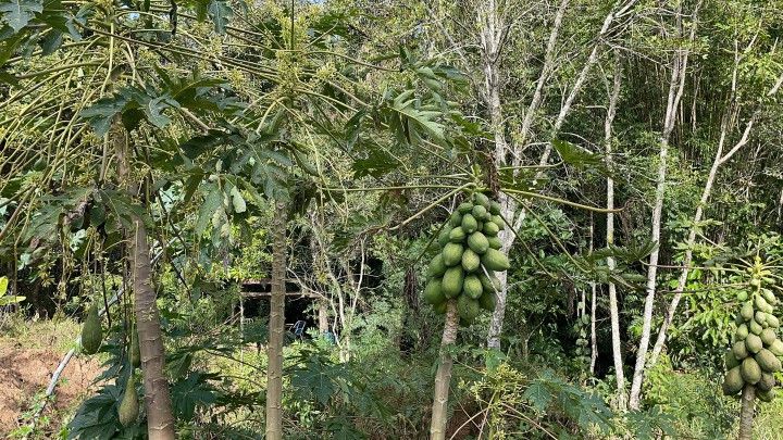 Chácara de 3.900 m² em Parobé, RS