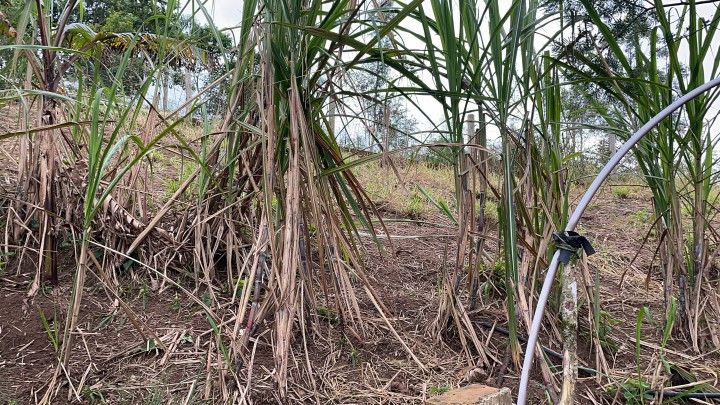 Chácara de 5.300 m² em Araricá, RS