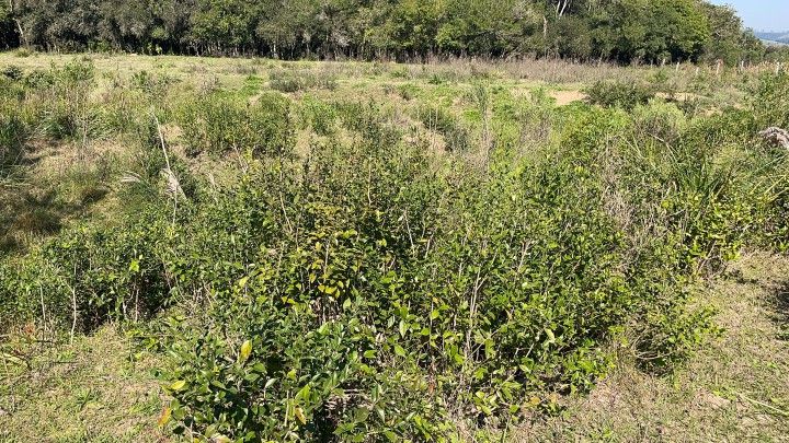 Chácara de 6.800 m² em Santo Antônio da Patrulha, RS