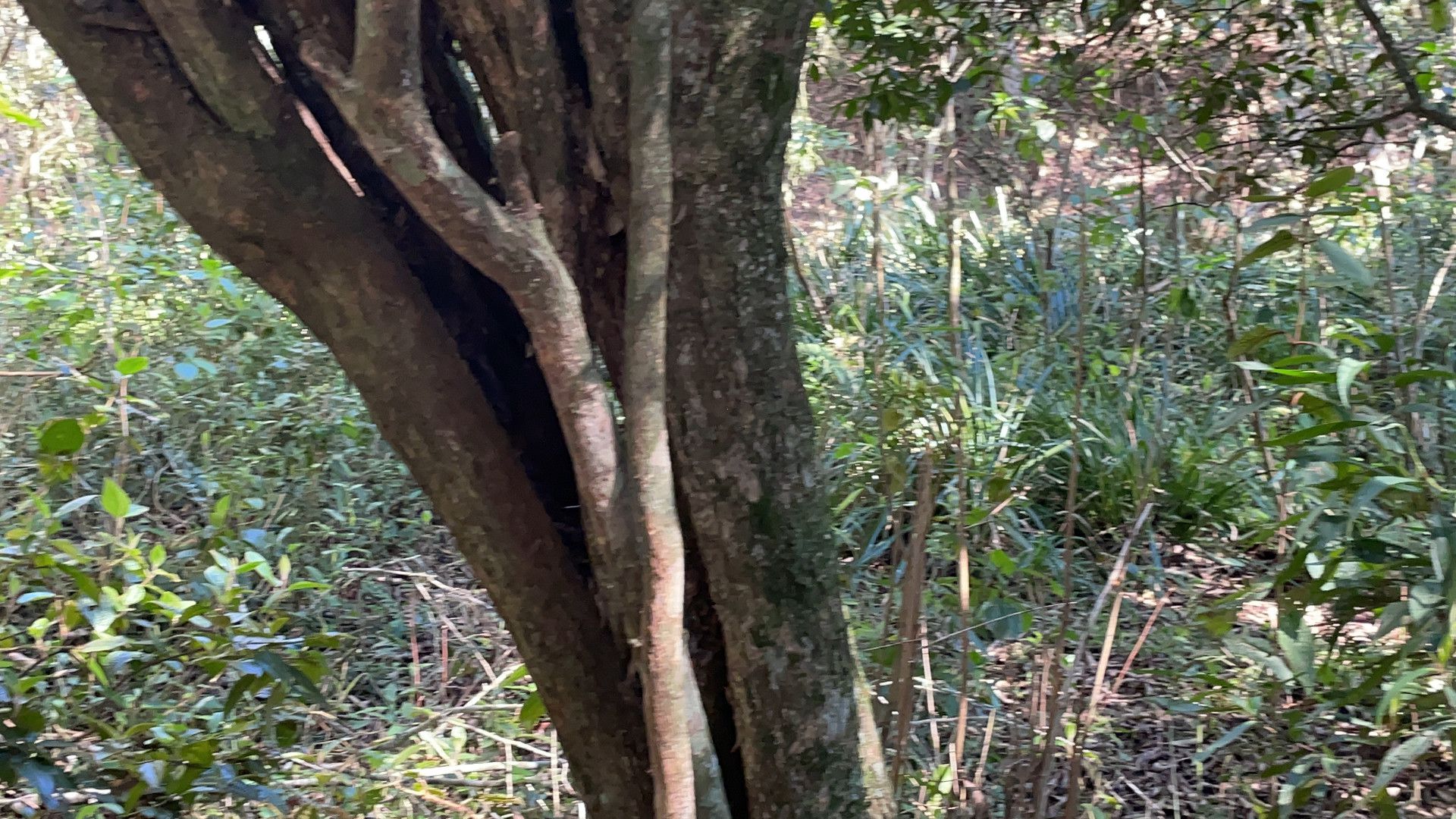 Chácara de 6.800 m² em Santo Antônio da Patrulha, RS