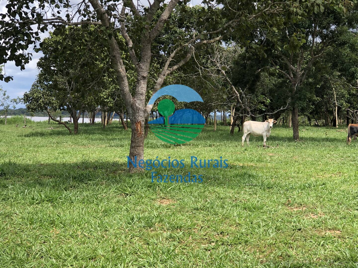 Fazenda de 4 ha em Uruaçu, GO