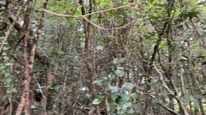 Terreno de 10 ha em Santo Antônio da Patrulha, RS