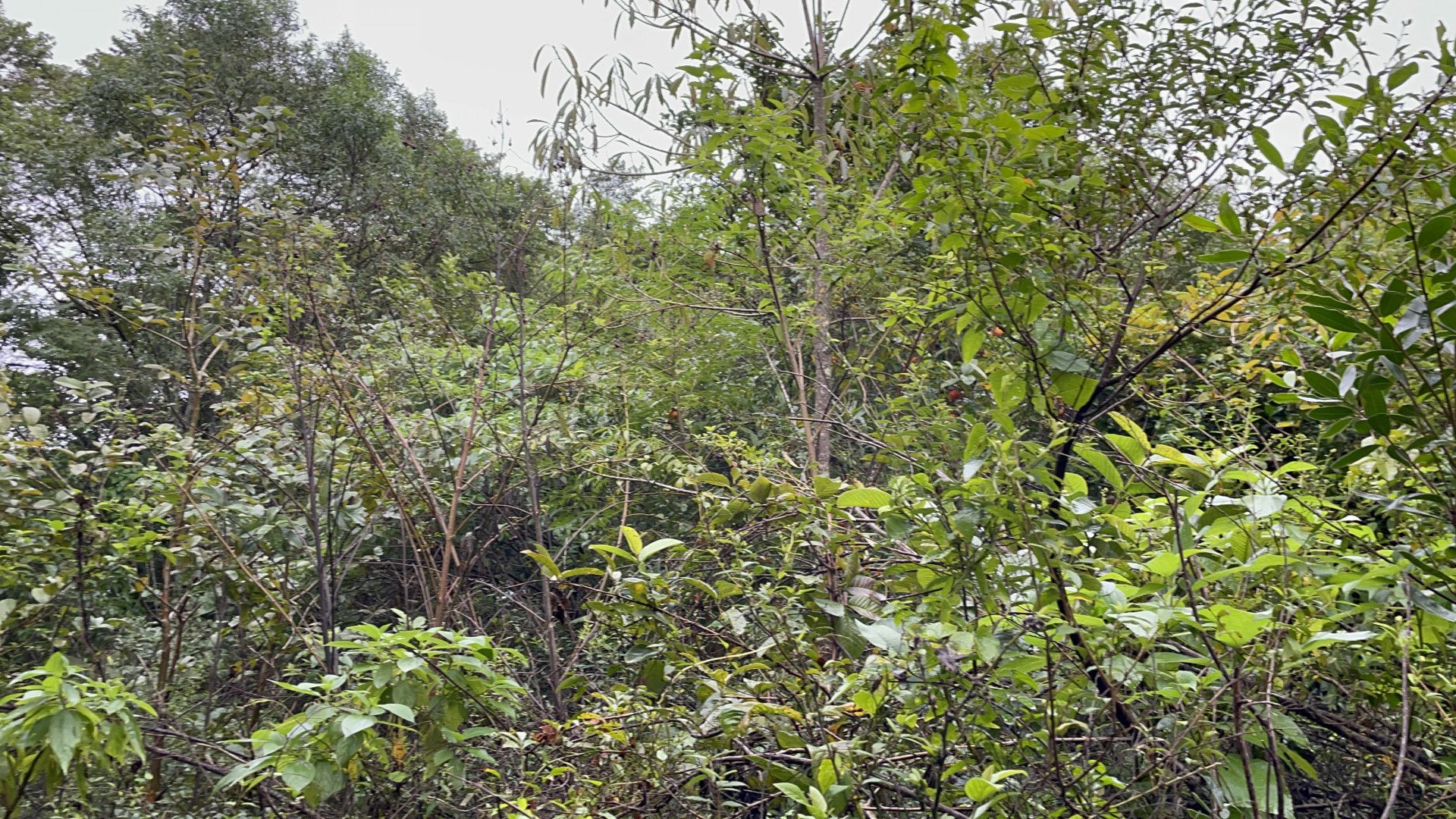 Sítio de 7 ha em Santo Antônio da Patrulha, RS