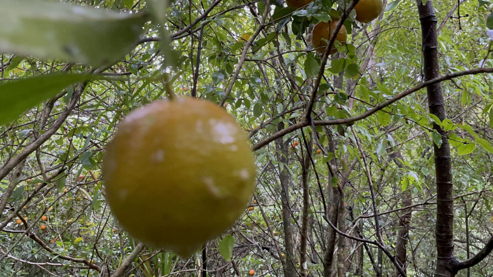 Sítio de 7 ha em Santo Antônio da Patrulha, RS