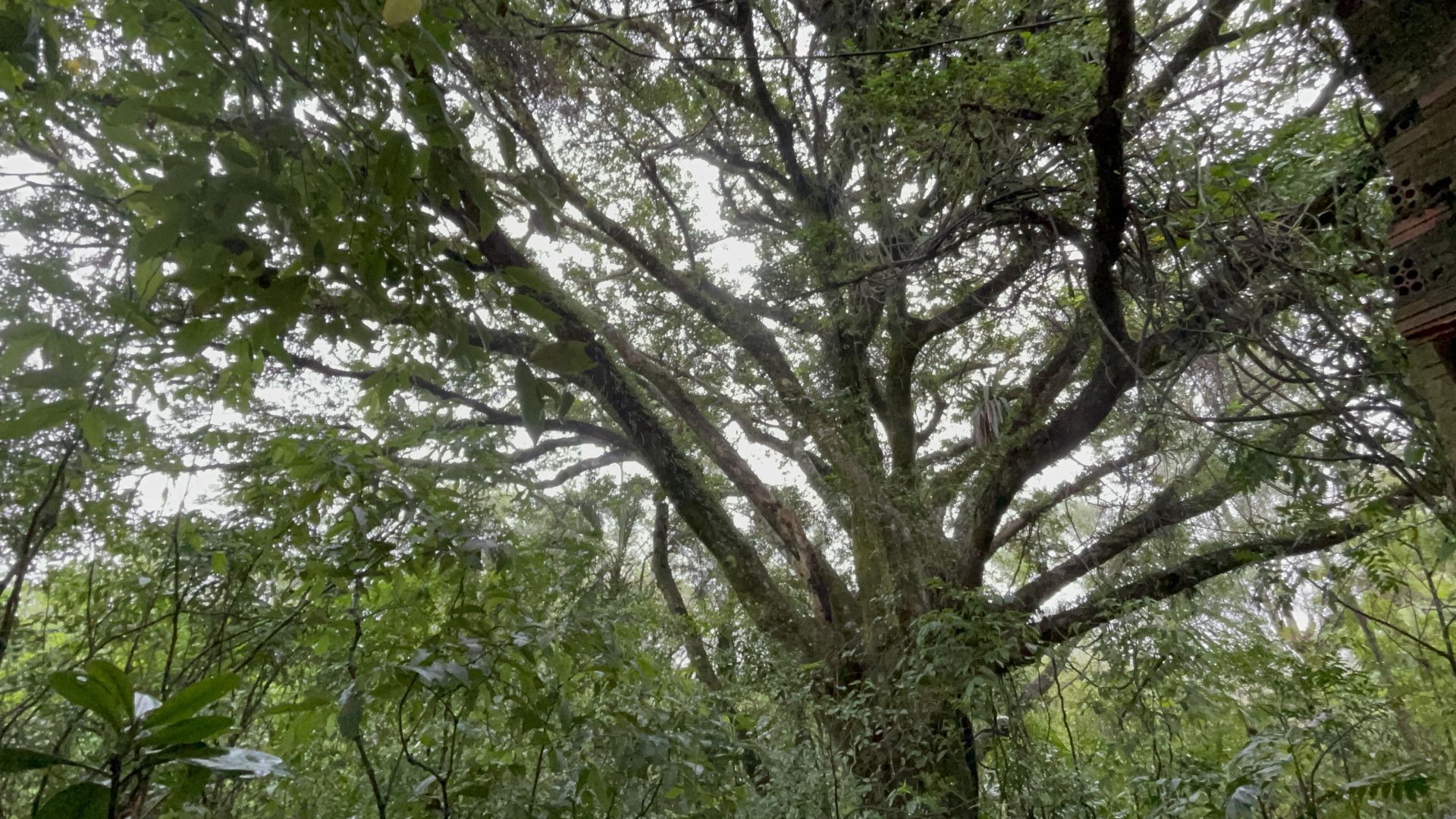 Sítio de 7 ha em Santo Antônio da Patrulha, RS