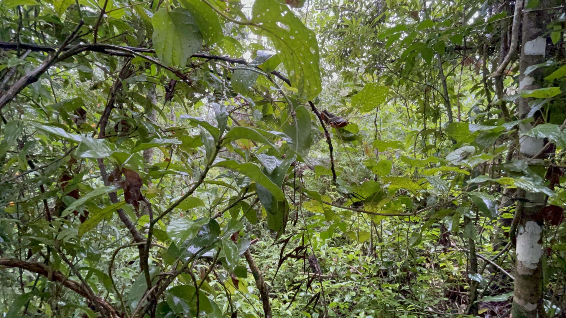 Sítio de 7 ha em Santo Antônio da Patrulha, RS