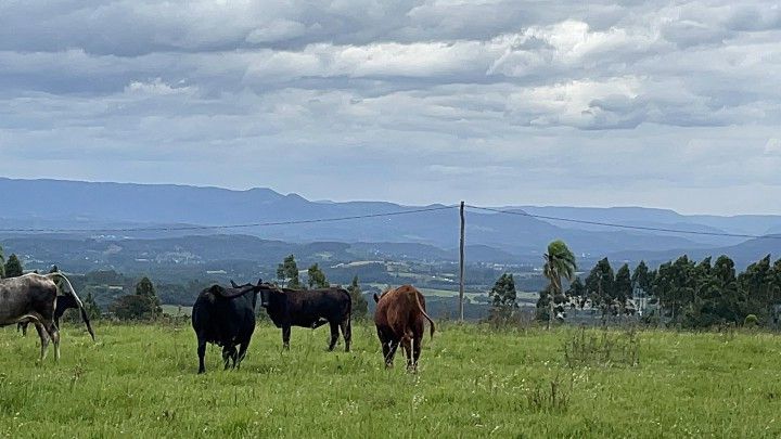 Chácara de 6 ha em Taquara, RS