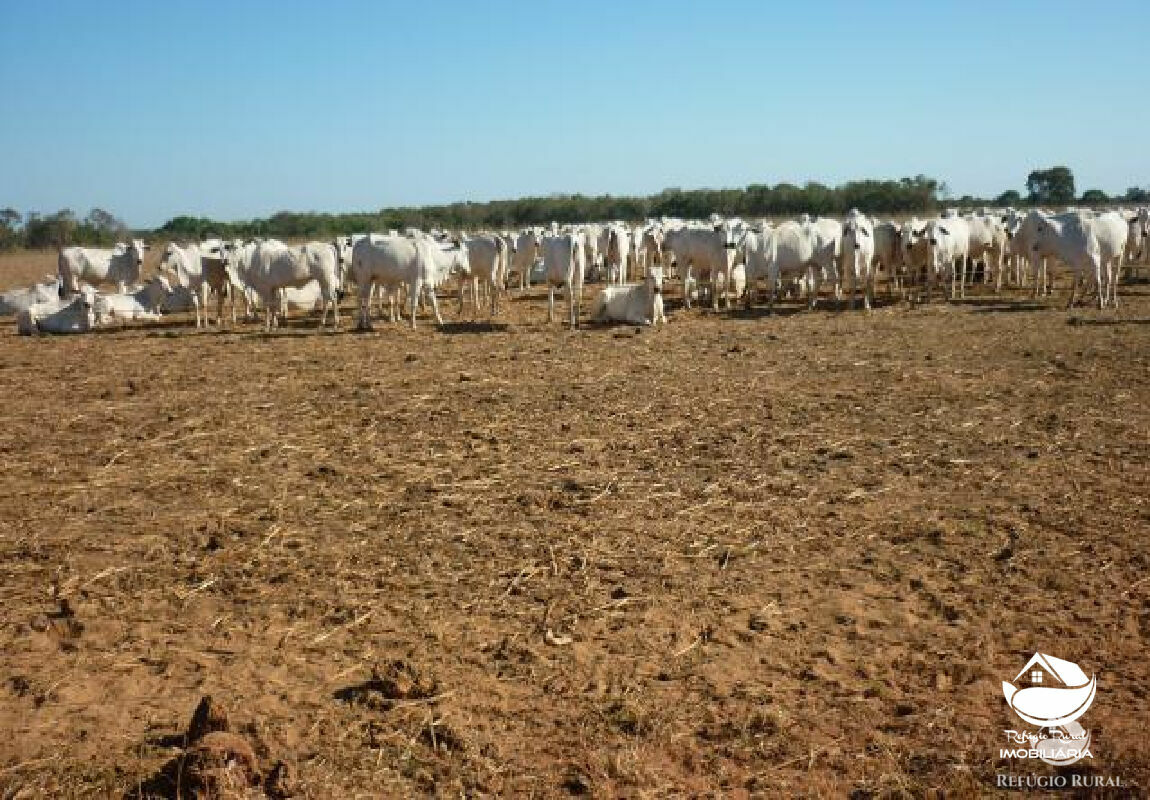 Fazenda de 515 ha em Alvorada, TO