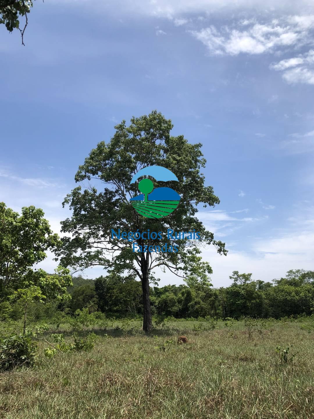 Fazenda de 266 ha em Palmeirópolis, TO