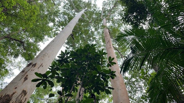 Chácara de 2.900 m² em Maquiné, RS