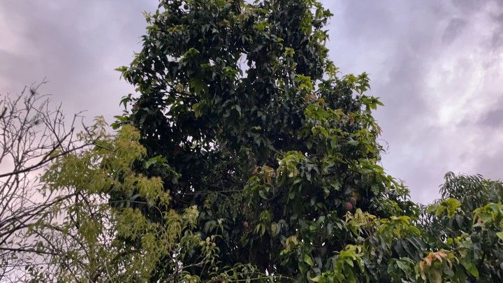 Chácara de 1 ha em Rolante, RS