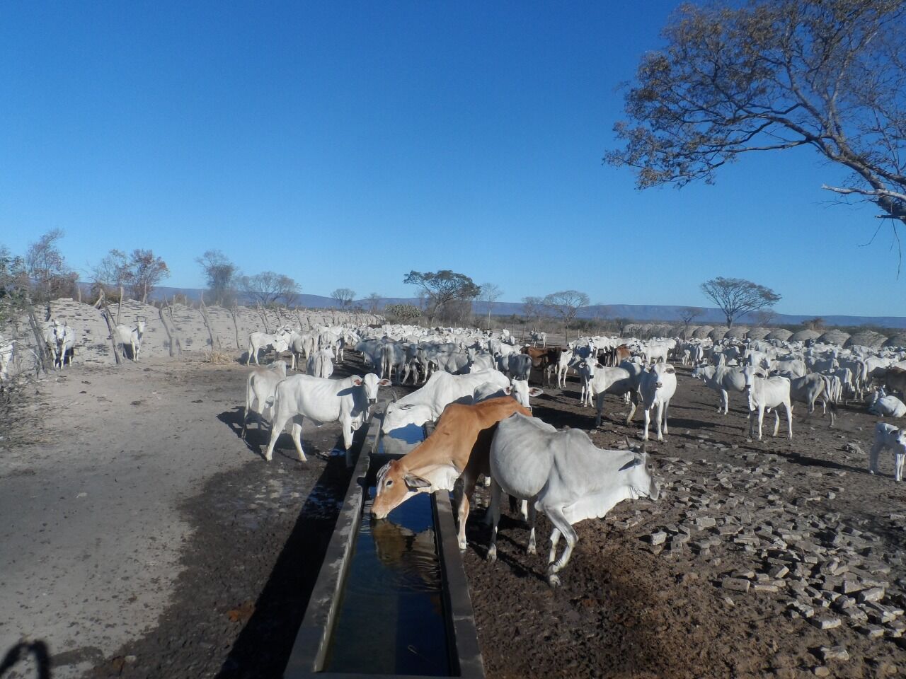 Fazenda de 137 ha em Ibotirama, BA