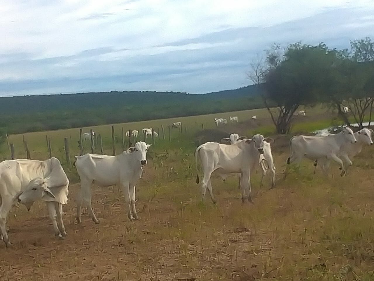 Fazenda de 137 ha em Ibotirama, BA
