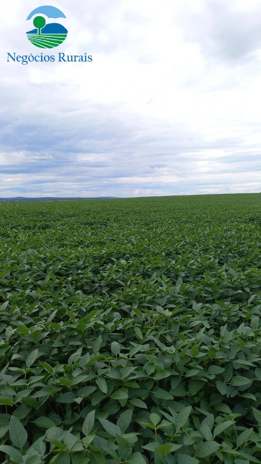 Fazenda de 242 ha em Goiânia, GO