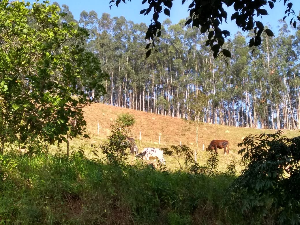 Fazenda de 303 ha em Redenção da Serra, SP