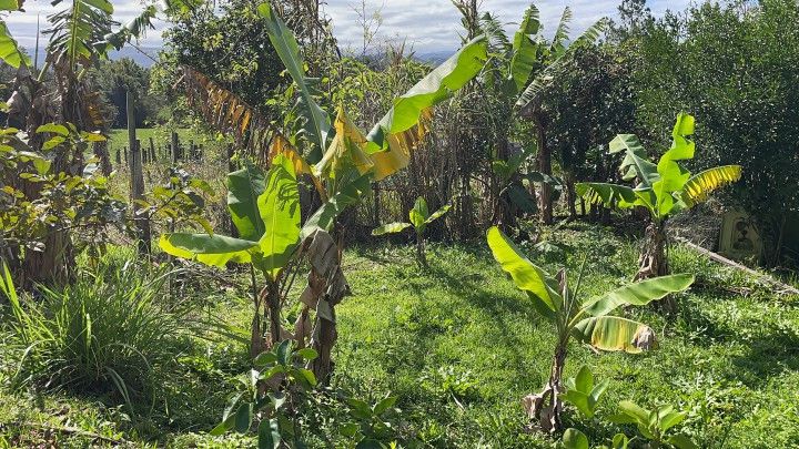 Chácara de 6.300 m² em Rolante, RS