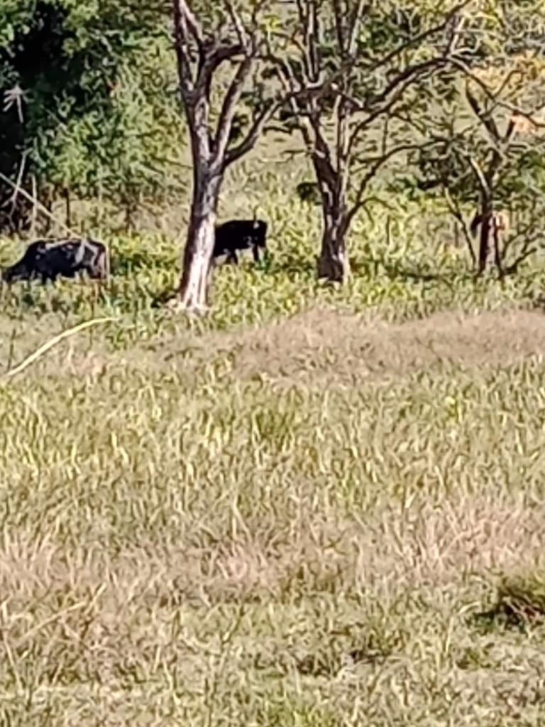 Chácara de 2 ha em Paraibuna, SP