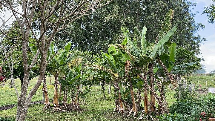 Sítio de 12 ha em Santo Antônio da Patrulha, RS