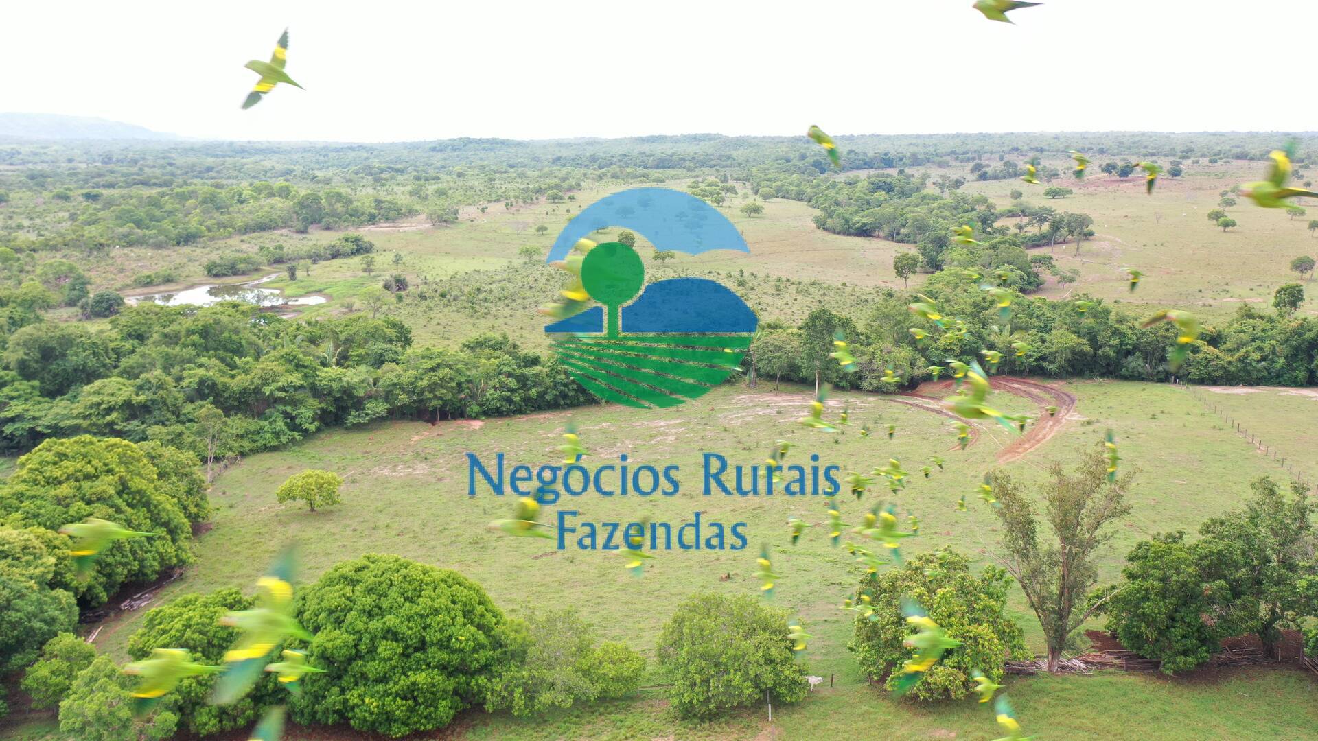 Fazenda de 784 ha em Palmeirópolis, TO