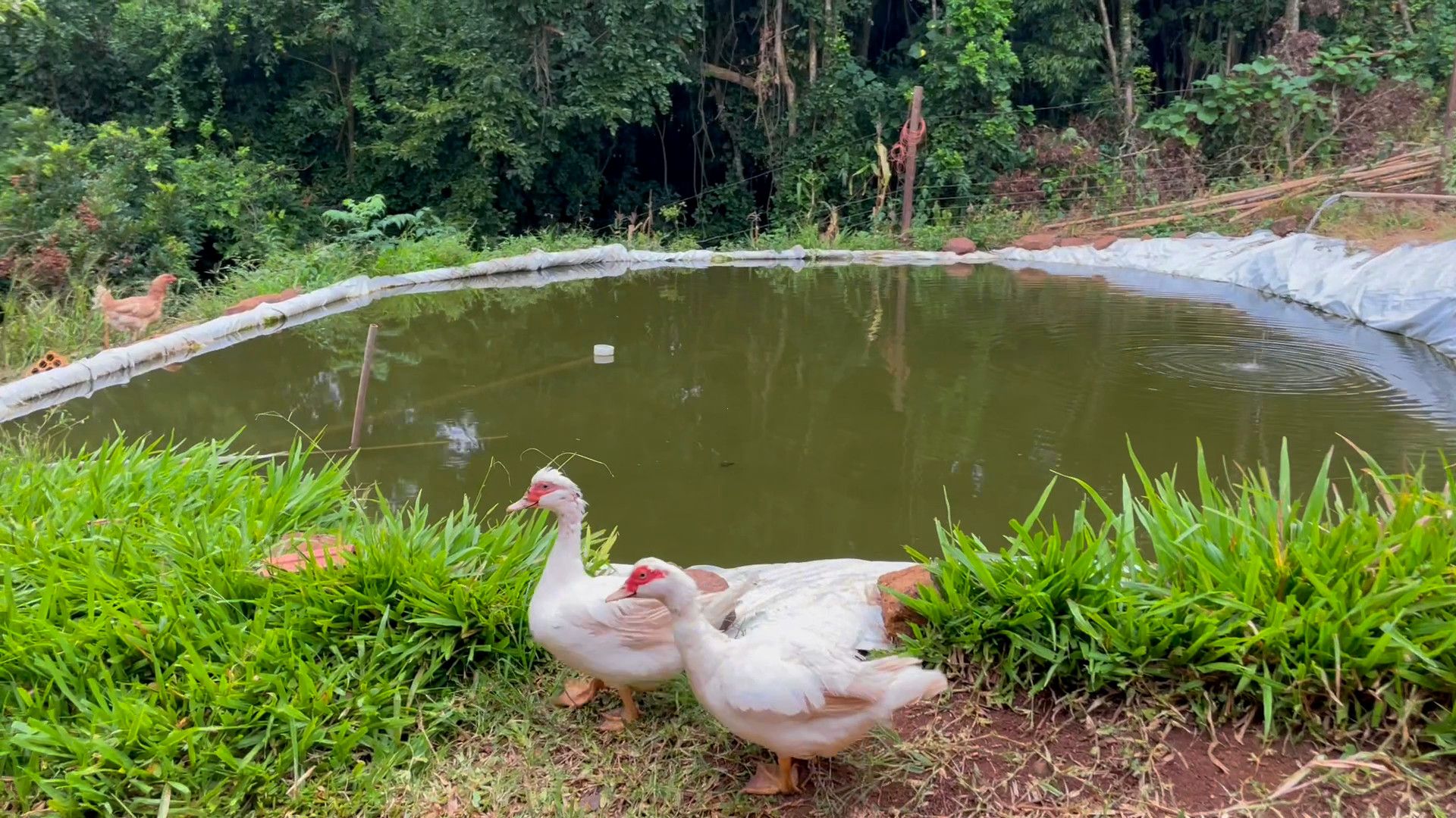 Chácara de 2.000 m² em Caraá, RS