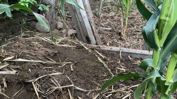 Sítio de 6 ha em Santo Antônio da Patrulha, RS