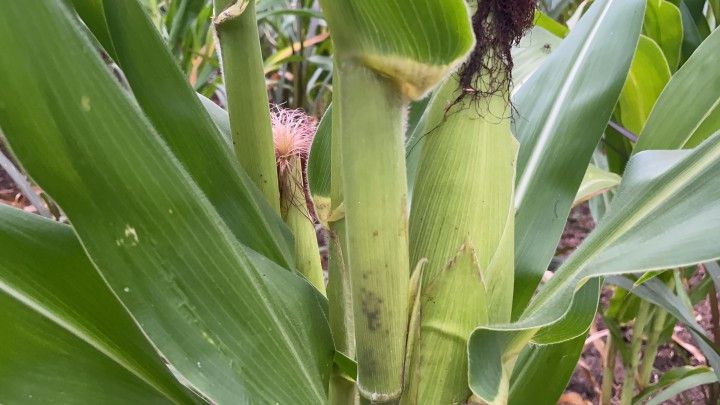 Sítio de 6 ha em Santo Antônio da Patrulha, RS