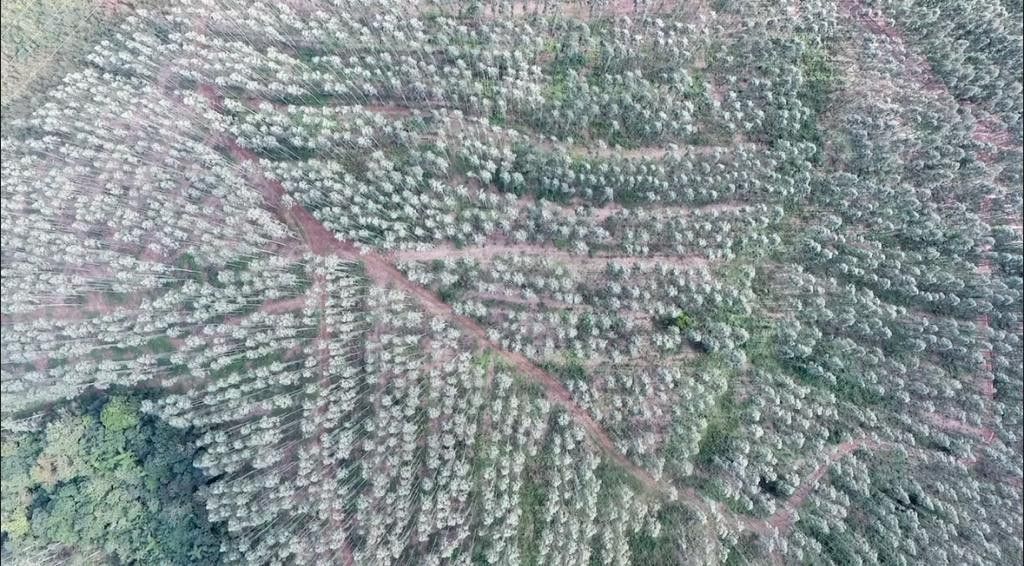 Fazenda de 75 ha em Osório, RS