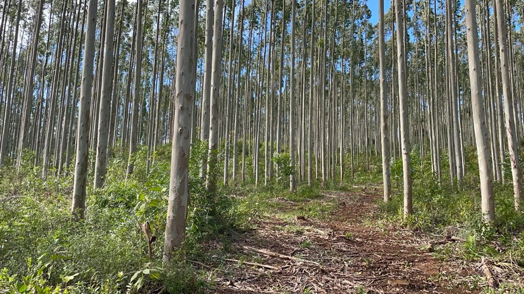 Fazenda de 75 ha em Osório, RS