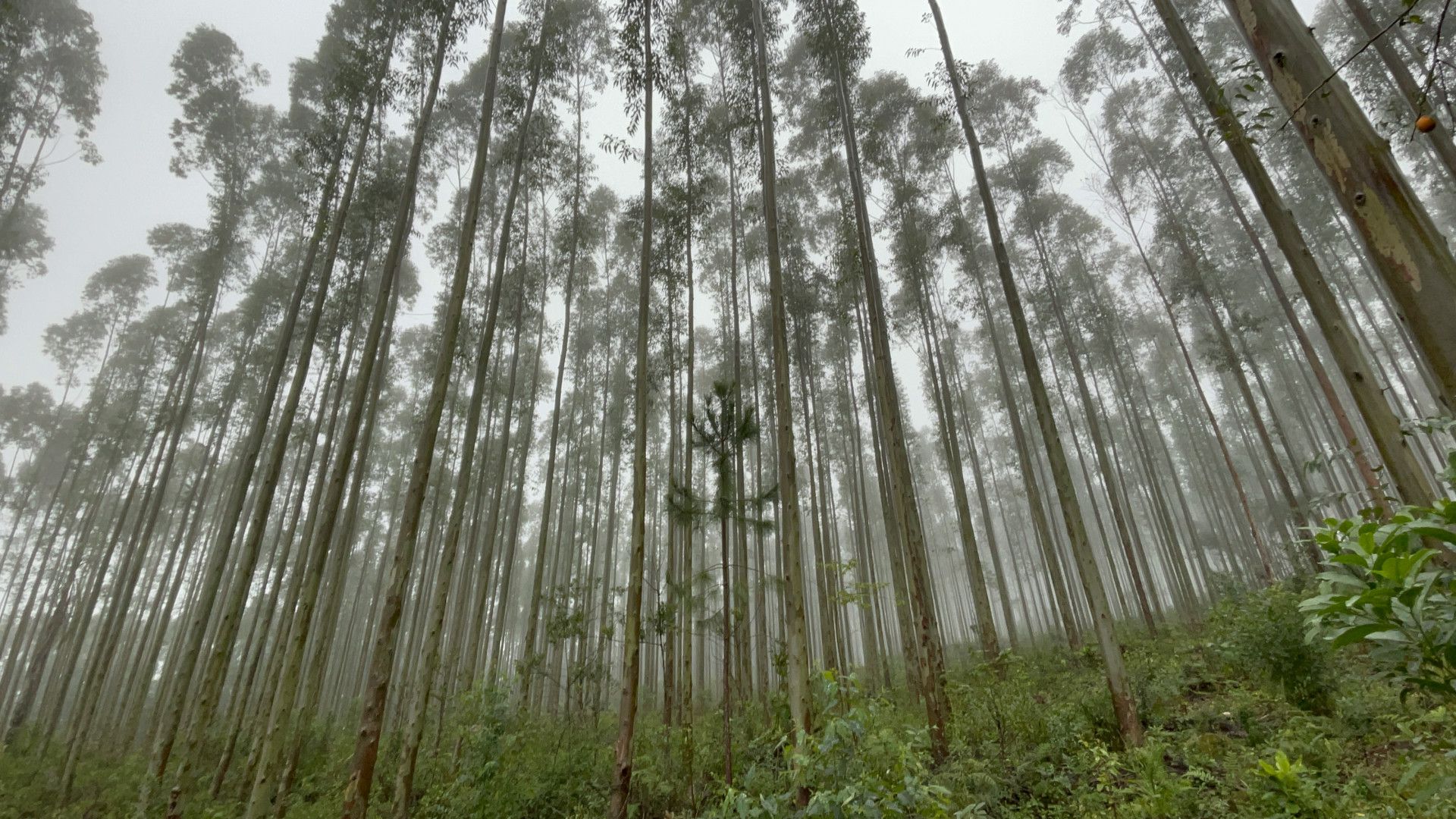 Fazenda de 75 ha em Osório, RS