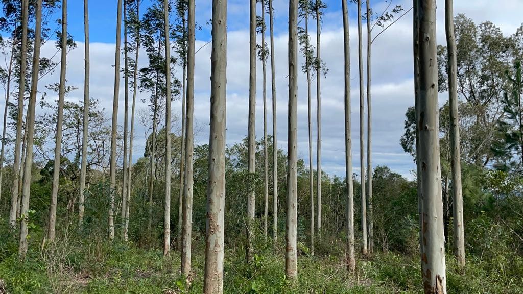 Fazenda de 75 ha em Osório, RS