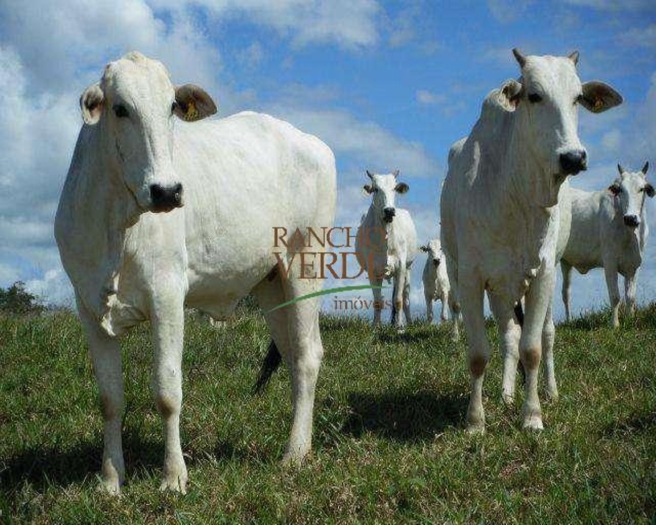 Fazenda de 319 ha em Andrelândia, MG