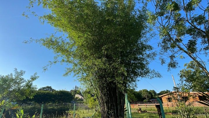 Chácara de 1.900 m² em Gravataí, RS