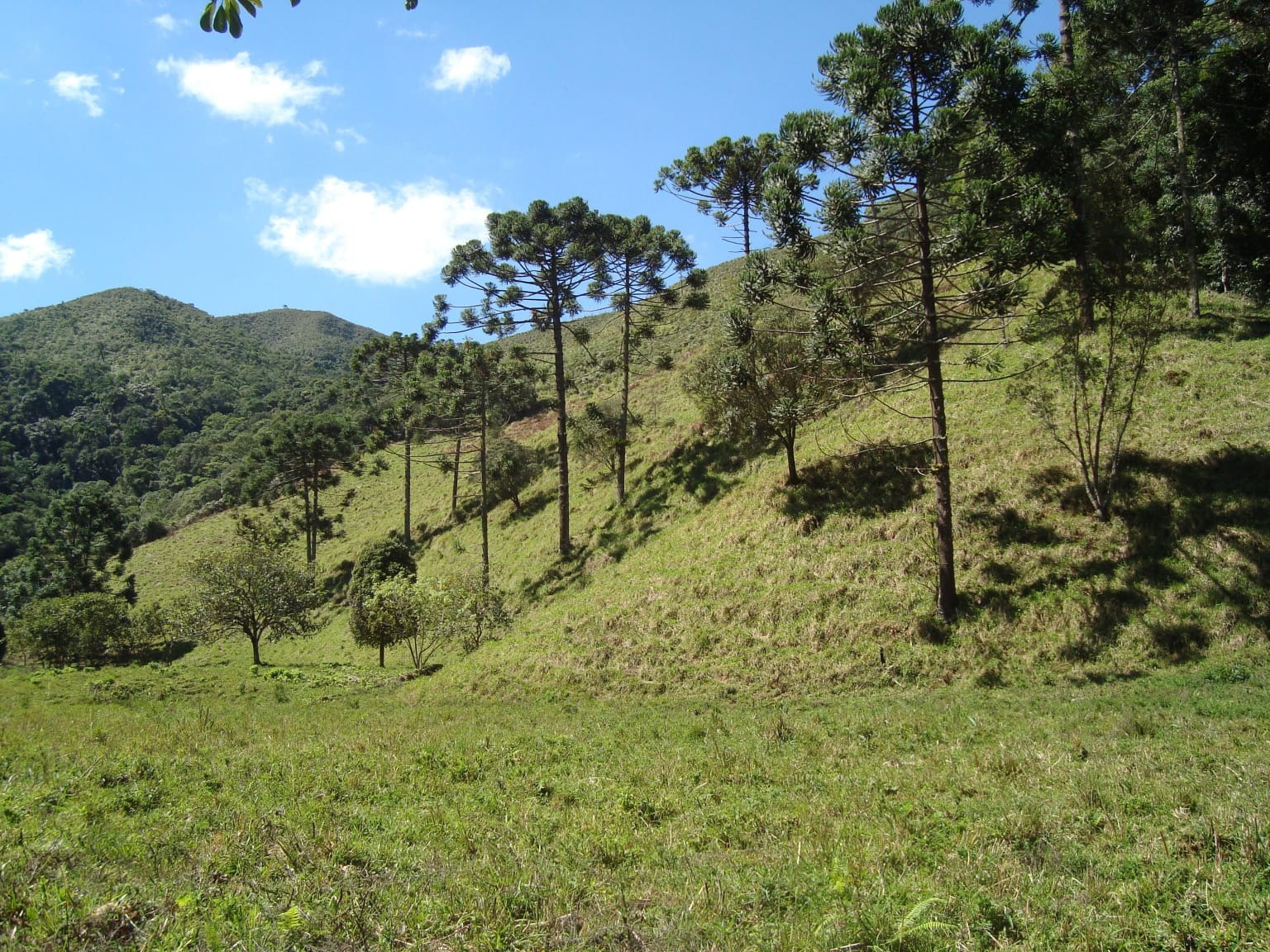 Fazenda de 68 ha em São José do Barreiro, SP