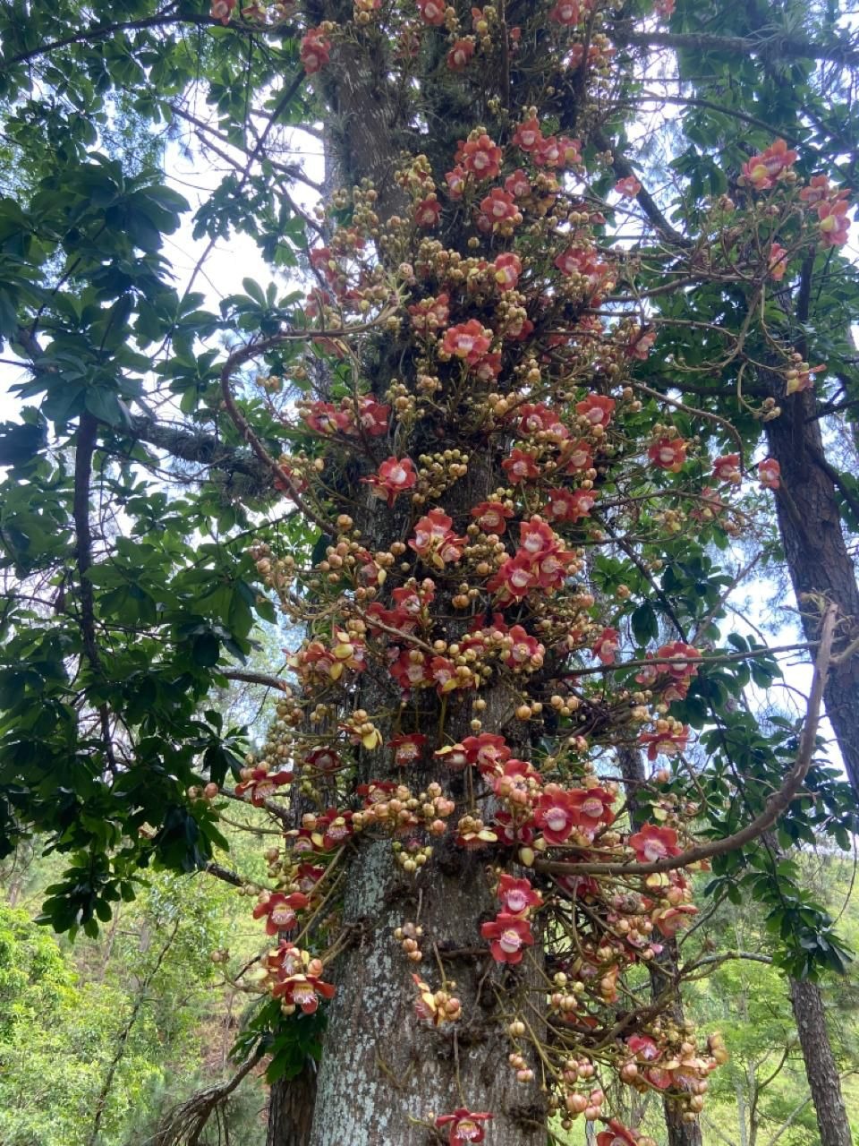 Fazenda de 174 ha em Lorena, SP