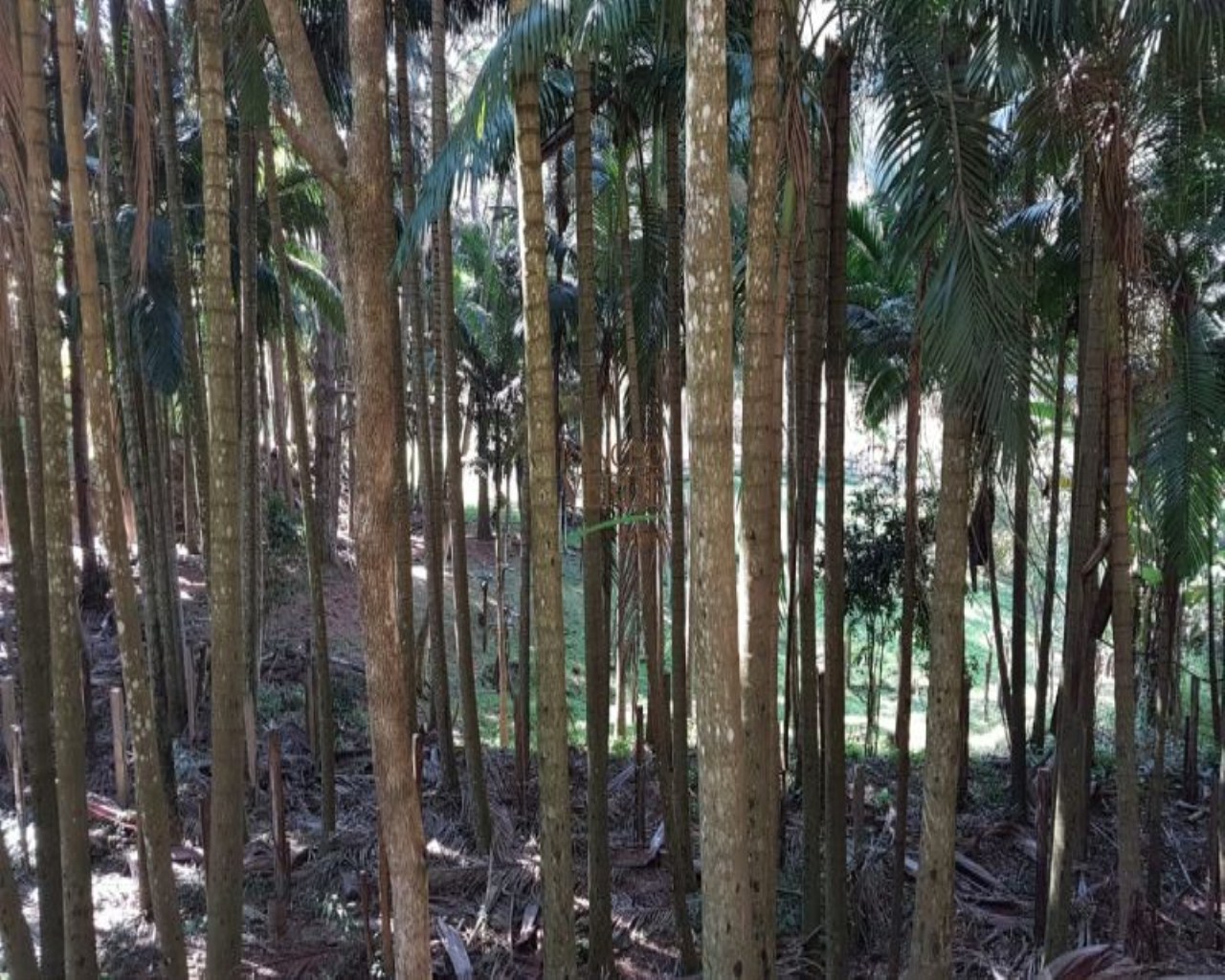 Fazenda de 9 ha em Jambeiro, SP