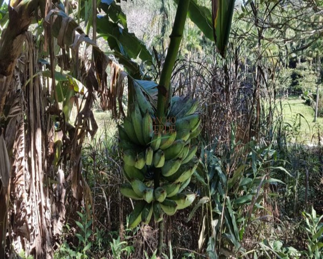 Fazenda de 9 ha em Jambeiro, SP