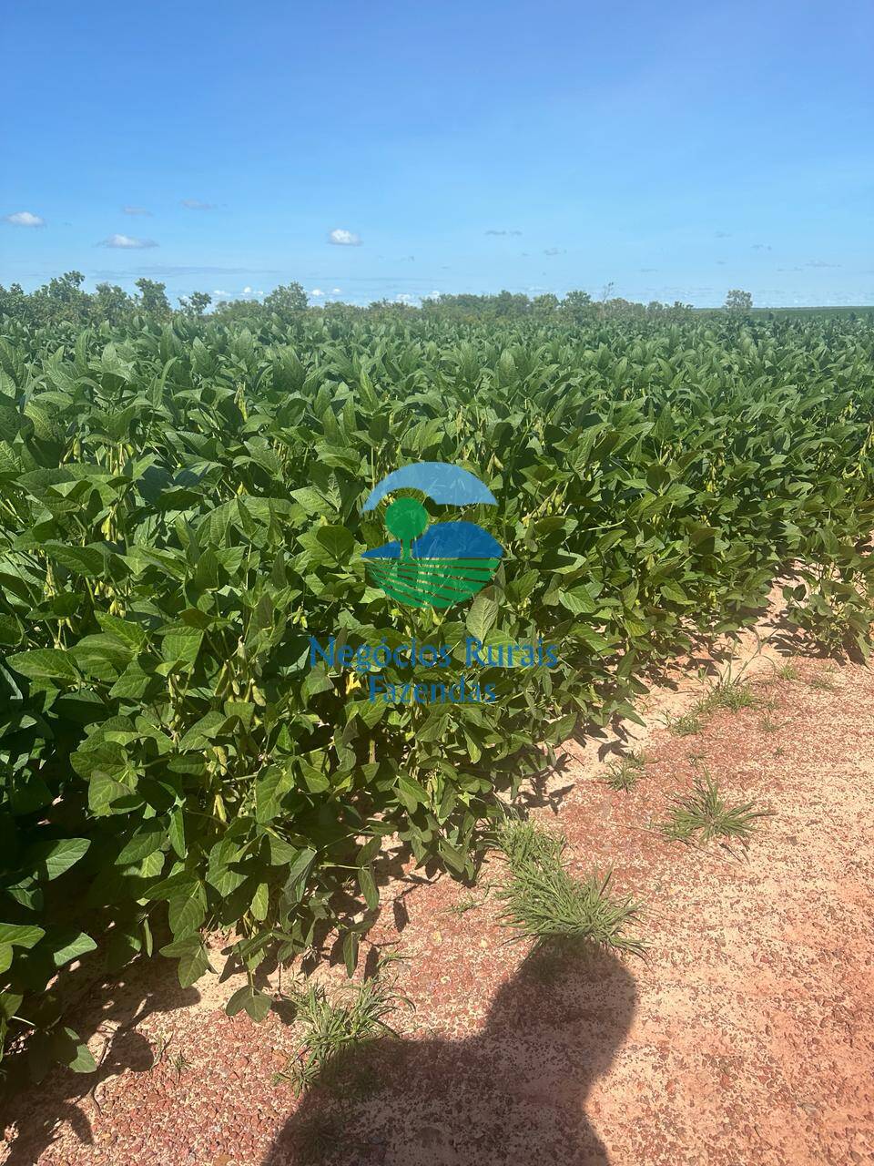 Fazenda de 2.000 ha em Palmas, TO