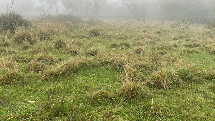 Chácara de 1 ha em Rolante, RS