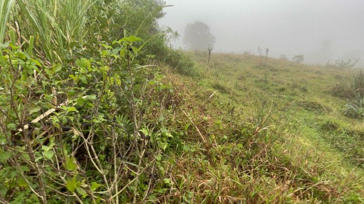 Chácara de 1 ha em Rolante, RS