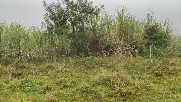 Chácara de 1 ha em Rolante, RS