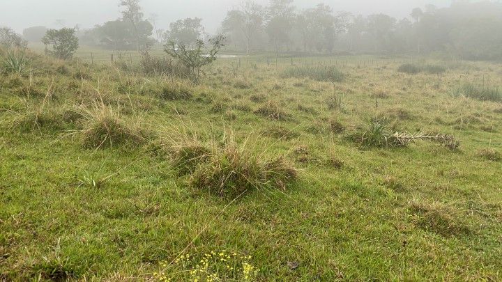 Chácara de 1 ha em Rolante, RS