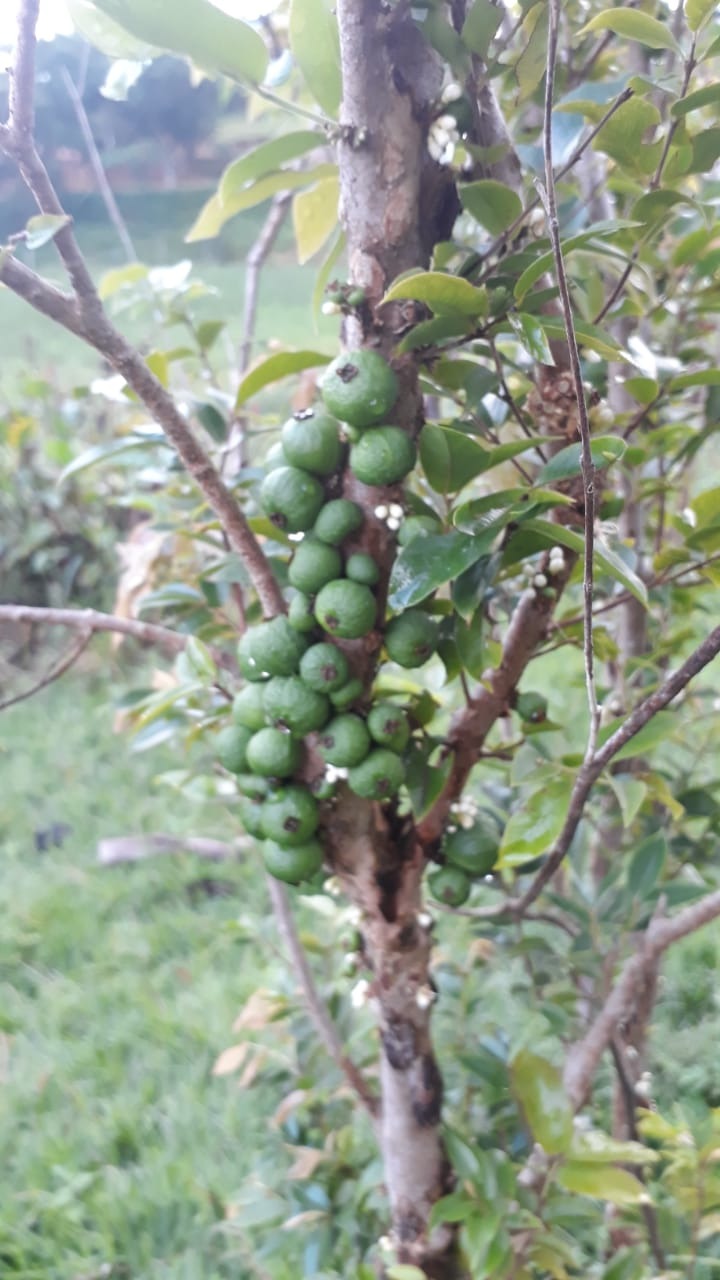 Chácara de 1 ha em Conceição dos Ouros, MG